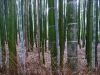 十大黄台禁止软件：“政府重拳出击，守护青少儿成长，全新‘网络安全利器’助力网络环境净化大行动！”